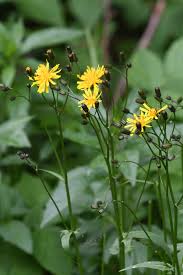 Attēlu rezultāti vaicājumam “Crepis paludosa leaf”
