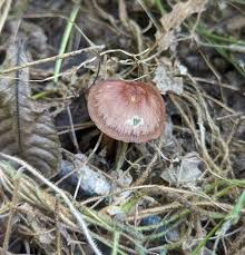 Attēlu rezultāti vaicājumam “Mycena”