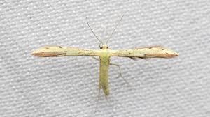 Attēlu rezultāti vaicājumam “Adaina microdactyla”