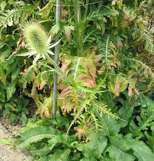 Image result for Dipsacus laciniatus