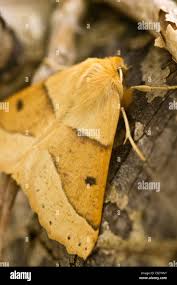 Attēlu rezultāti vaicājumam “Crocallis elinguaria larva”