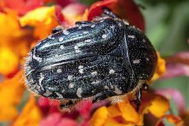 Attēlu rezultāti vaicājumam “Oxythyrea funesta imago”