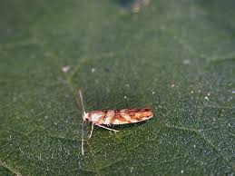 Attēlu rezultāti vaicājumam “Argyresthia goedartella”