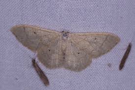Attēlu rezultāti vaicājumam “Idaea straminata”