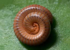 Attēlu rezultāti vaicājumam “Diplopoda”