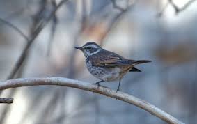 Image result for Turdus naumanni