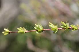 Attēlu rezultāti vaicājumam “Salix repens subsp. rosmarinifolia flower”