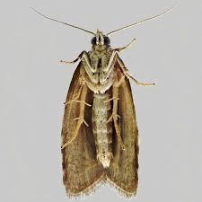 Attēlu rezultāti vaicājumam “Eana incanana”