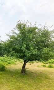 Attēlu rezultāti vaicājumam “Malus sylvestris”