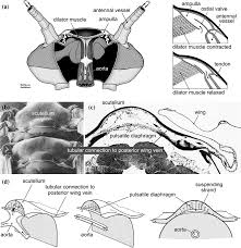 Attēlu rezultāti vaicājumam “Strongylosoma pallipes”