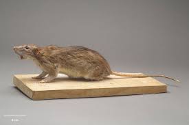 Attēlu rezultāti vaicājumam “Rattus norvegicus”