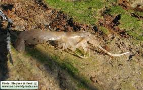 Attēlu rezultāti vaicājumam “Crangon crangon”