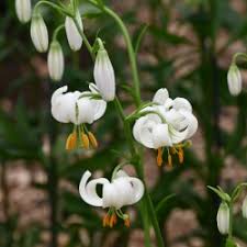 Image result for Lilium martagon Alba