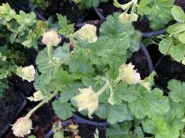 Attēlu rezultāti vaicājumam “Geum rivale leaf”