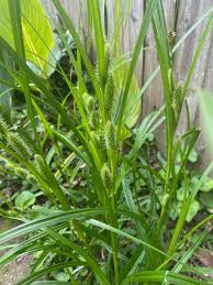 Attēlu rezultāti vaicājumam “Carex limosa fruit”