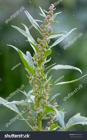 Attēlu rezultāti vaicājumam “Chenopodium rubrum”