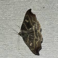 Attēlu rezultāti vaicājumam “Laspeyria flexula”