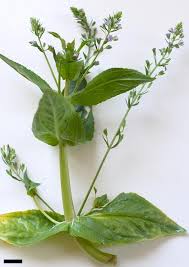 Attēlu rezultāti vaicājumam “Veronica anagallis-aquatica leaf”