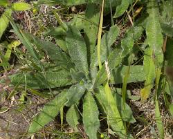 Attēlu rezultāti vaicājumam “Echium vulgare leaf”