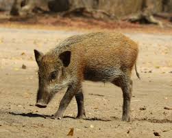 Attēlu rezultāti vaicājumam “Sus scrofa”