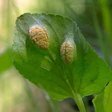 Attēlu rezultāti vaicājumam “Puccinia poarum”