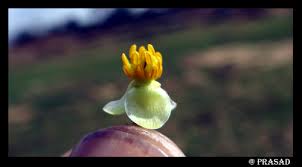 Attēlu rezultāti vaicājumam “Sagittaria sagittifolia fruit”