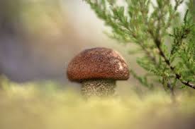 Attēlu rezultāti vaicājumam “Leccinum vulpinum”