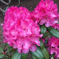 Attēlu rezultāti vaicājumam “rhododendron”