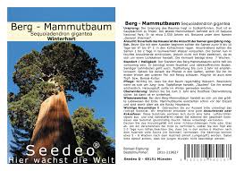 Image result for Mammutbaum