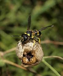Attēlu rezultāti vaicājumam “Ancistrocerus sp.”