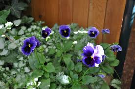 Image result for Viola x wittrockiana `Hiemalis`