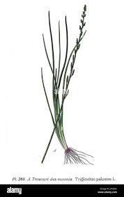 Attēlu rezultāti vaicājumam “Triglochin palustre”