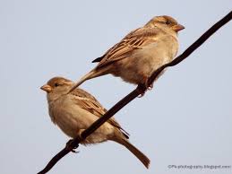 Attēlu rezultāti vaicājumam “Passer domesticus male”
