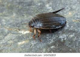 Attēlu rezultāti vaicājumam “Acilius sulcatus female”