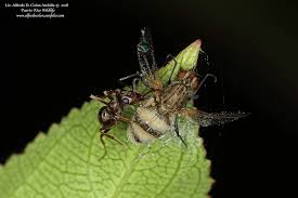 Attēlu rezultāti vaicājumam “Entomophthora”