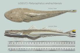 Image result for Platycephalus richardsoni