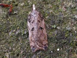 Attēlu rezultāti vaicājumam “Acleris cristana”