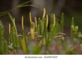 Attēlu rezultāti vaicājumam “Lycopodium clavatum”