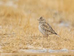 Attēlu rezultāti vaicājumam “Alauda arvensis”