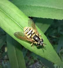 Attēlu rezultāti vaicājumam “Temnostoma vespiforme”