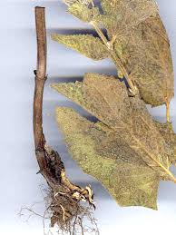 Attēlu rezultāti vaicājumam “Salvia verticillata”