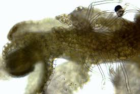 Attēlu rezultāti vaicājumam “Calypogeia sphagnicola”