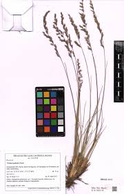 Attēlu rezultāti vaicājumam “Festuca polesica”