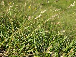 Attēlu rezultāti vaicājumam “Danthonia decumbens bud”