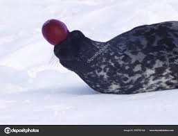 Image result for Cystophora cristata