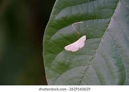 Attēlu rezultāti vaicājumam “Scopula floslactata”