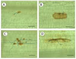 Image result for Leaves Green Bowmen