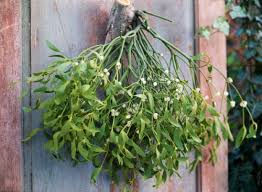 Attēlu rezultāti vaicājumam “Viscum album”