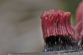 Attēlu rezultāti vaicājumam “Stemonitopsis typhina var. similis”