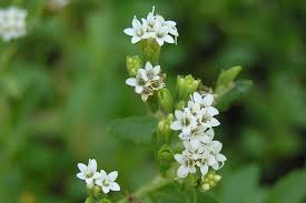 Image result for Stevia rebaudiana